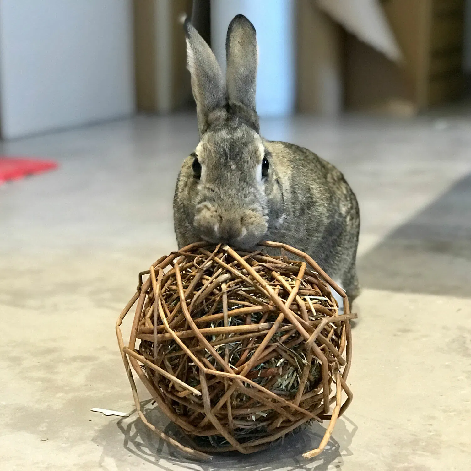 minge-salcie-vadigran